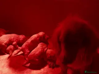 Cockapoo dogs F1 cockapoos - Advert 1