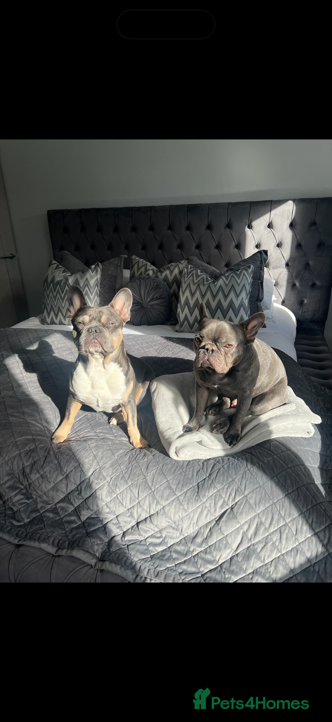 French Bulldog dogs for sale: Pablo, 6 and Hugo, 5  - Advert 6