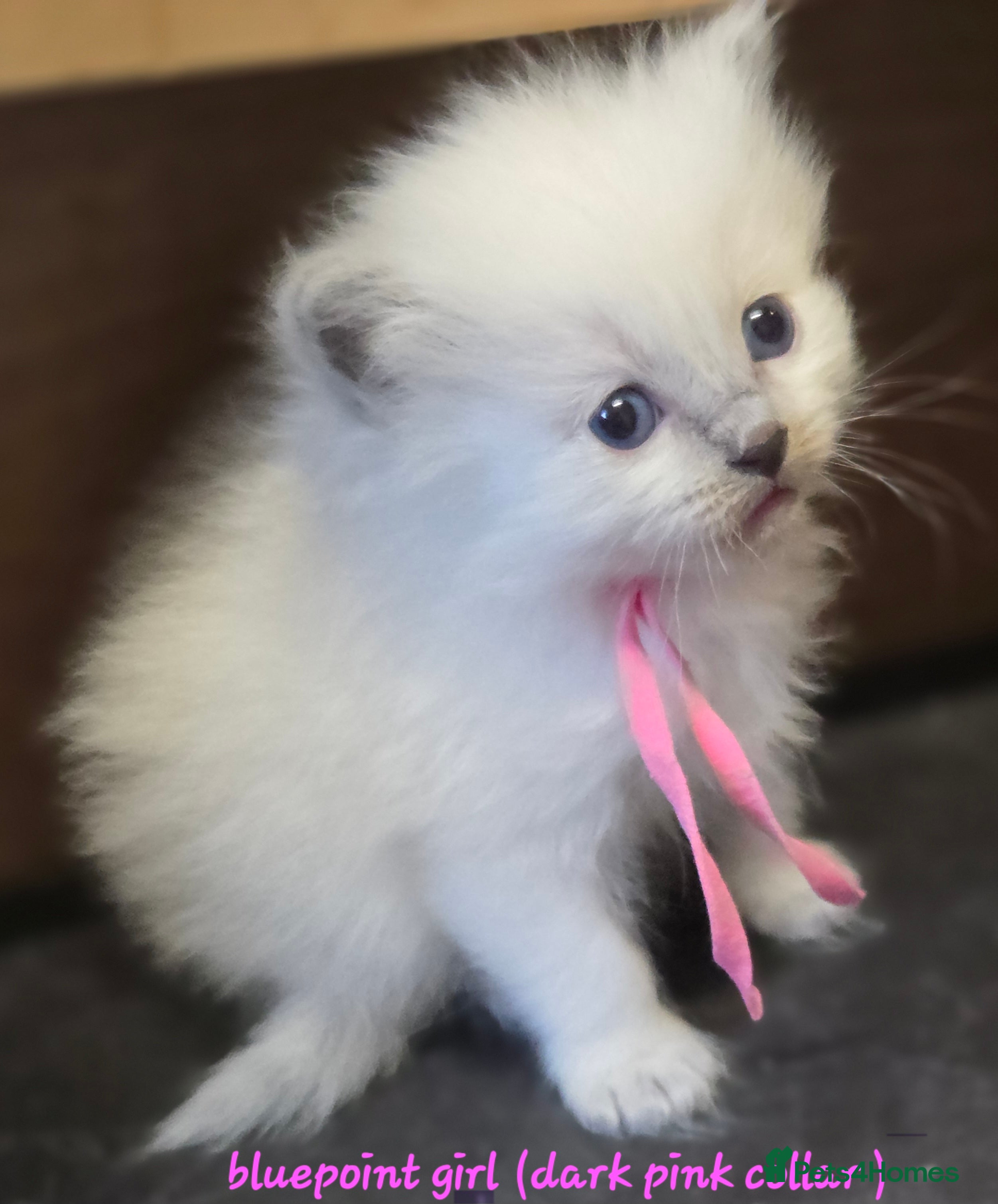 Ragdoll cats Gccf registered ragdoll kittens  - Advert 9