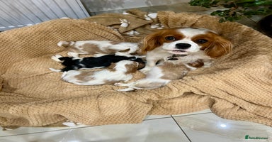 Cavalier King Charles Spaniel dogs - Advert 4
