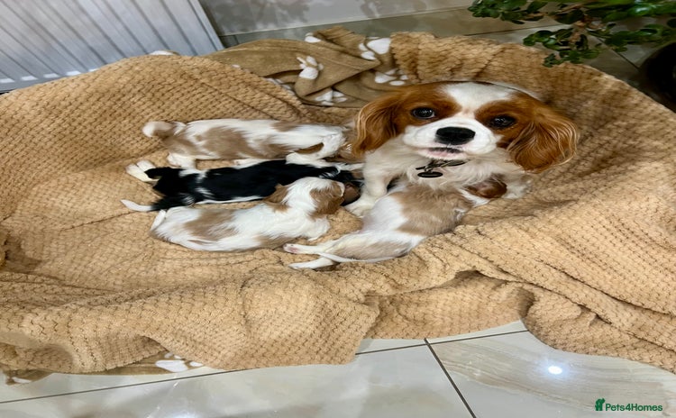 Cavalier King Charles Spaniel dogs - Advert 1