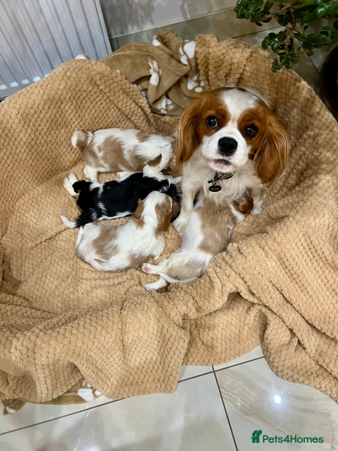 Cavalier King Charles Spaniel dogs for sale: Champion Sired KC Reg Cavalier King Charles  - Image 1