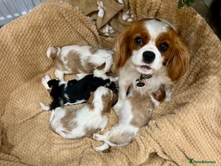Cavalier King Charles Spaniel dogs - Advert 8