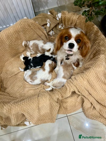 Cavalier King Charles Spaniel dogs - Advert 13