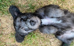 Mixed Breed dogs for sale: Bedlington Terrier X Whippet Puppies ⭐️ - Image 6