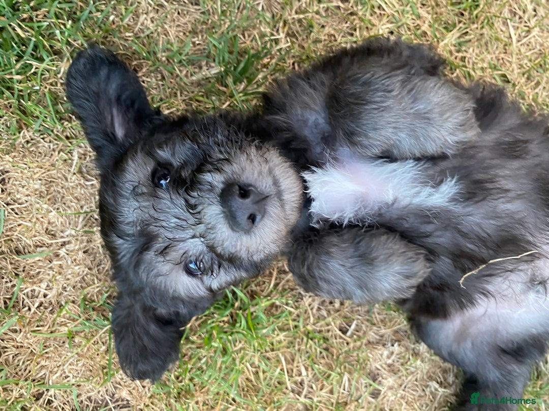 Mixed Breed dogs for sale: Bedlington Terrier X Whippet Puppies ⭐️ - Image 6
