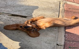 Cavalier King Charles Spaniel dogs for sale: KC reg, pedigree CKCS girl, ready to go - Image 9