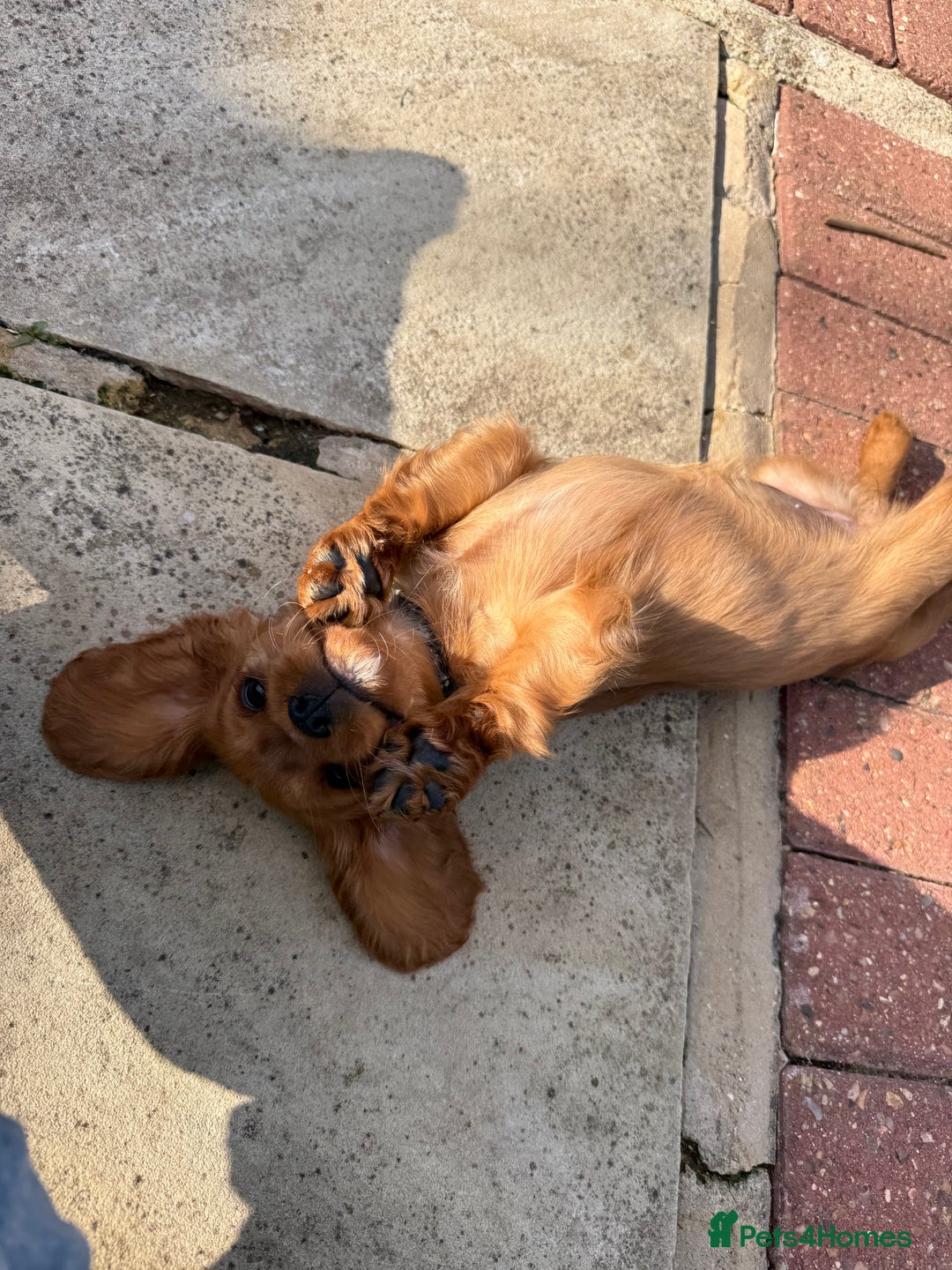 Cavalier King Charles Spaniel dogs for sale: KC reg, pedigree CKCS girl, ready to go - Image 9