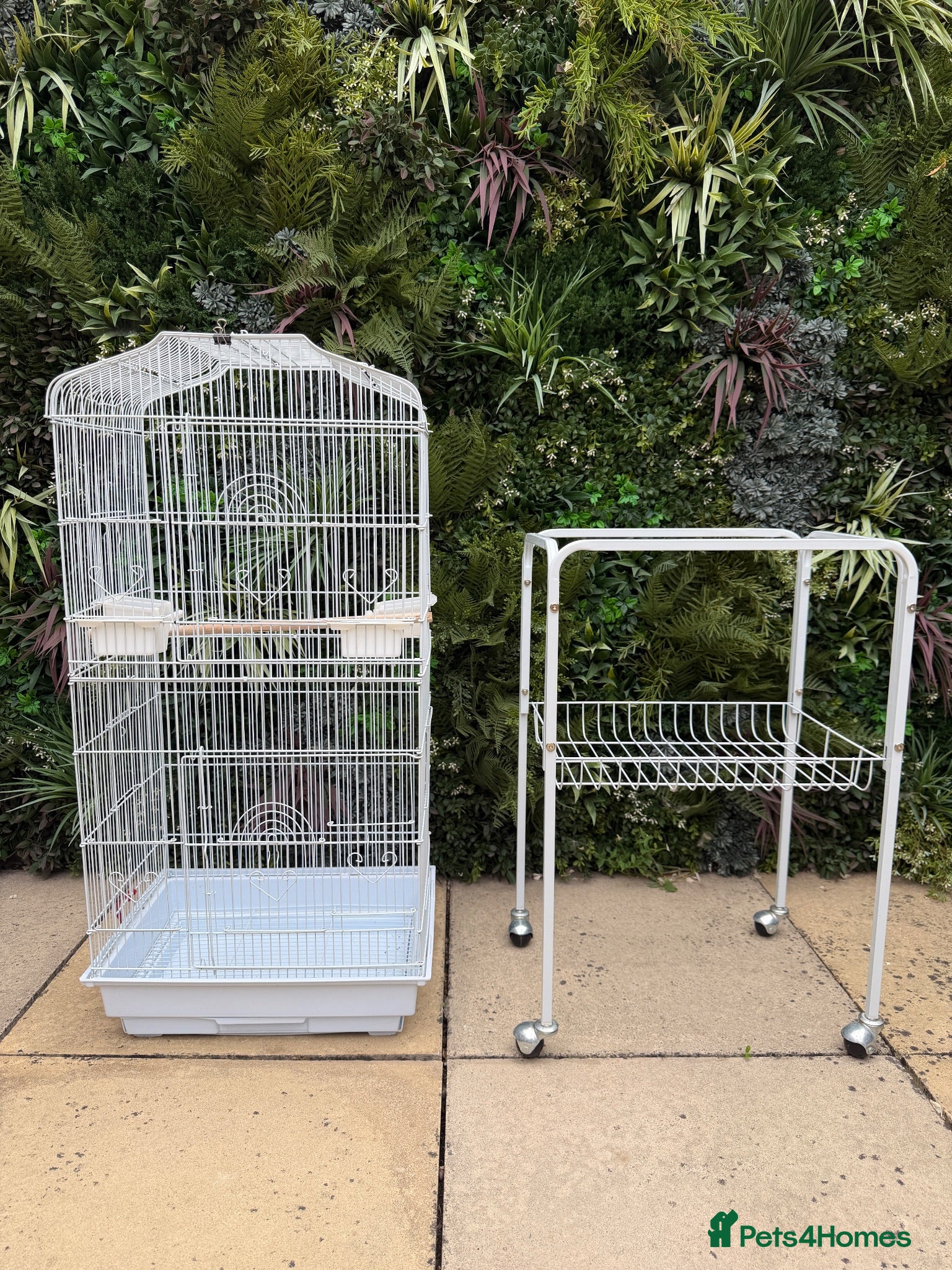 Ringnecks birds Indian Ringneck Pair + 2 Cages – £250 - Advert 2