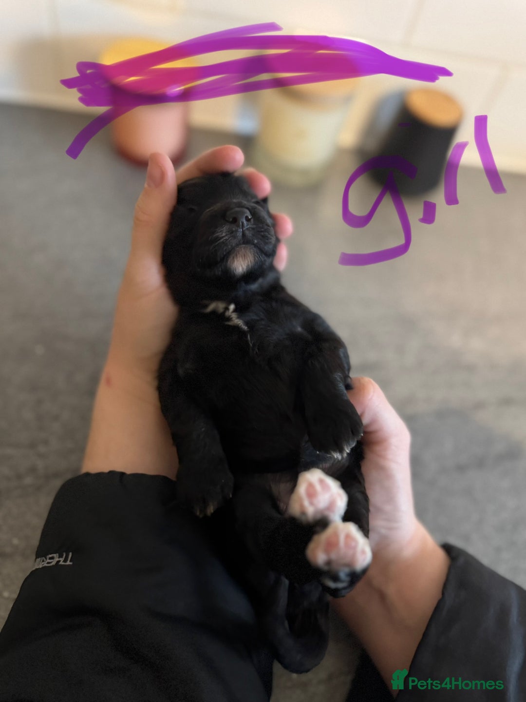 Bordoodle dogs for sale: miniature boarderdoodle  - Image 11