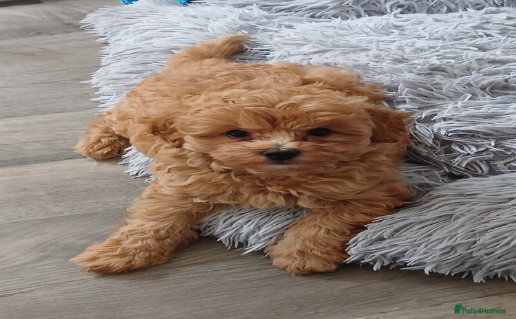 Maltipoo dogs in Canterbury - Advert 1