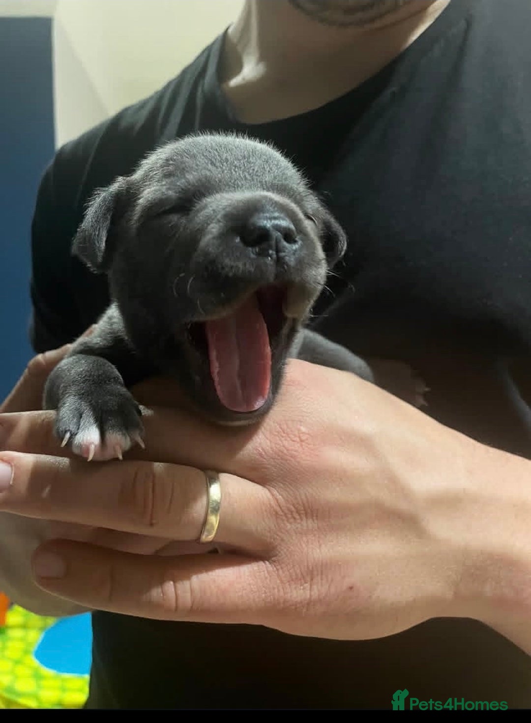 Staffordshire Bull Terrier dogs for sale: 🐶WORMED STAFFORDSHIRE BULL TERRIER PUPPIES 🐶 - Advert 8