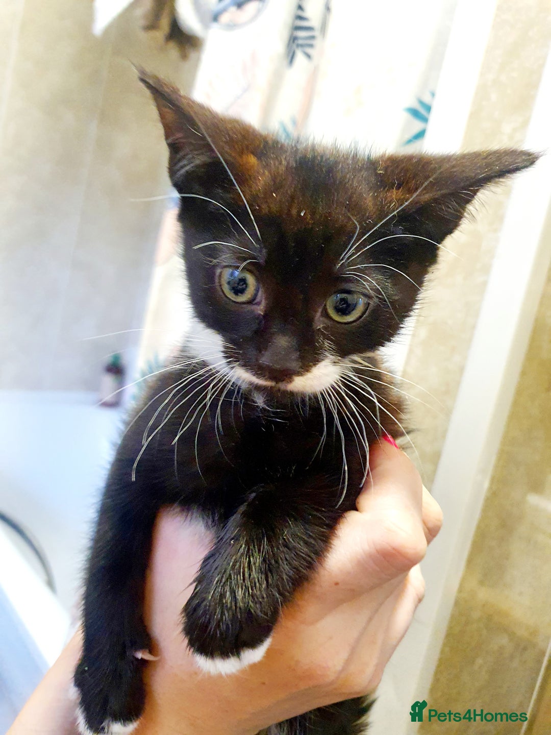 Mixed Breed cats for sale: 4 female kittens - Image 2