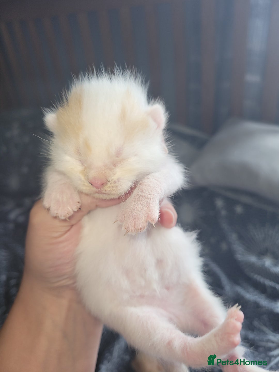 British Shorthair cats for sale: British shorthair kittens  - Image 7