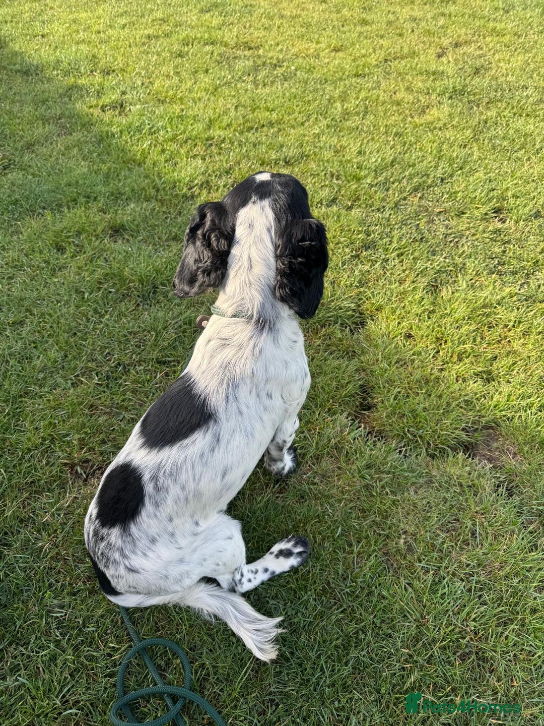 Cocker Spaniel dogs for sale: 🐾 Working Cocker Spaniel Puppies for Sale £800  - Image 23