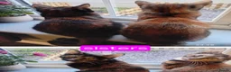 Domestic Shorthair cats for sale: Sisters in Northampton - Advert 2