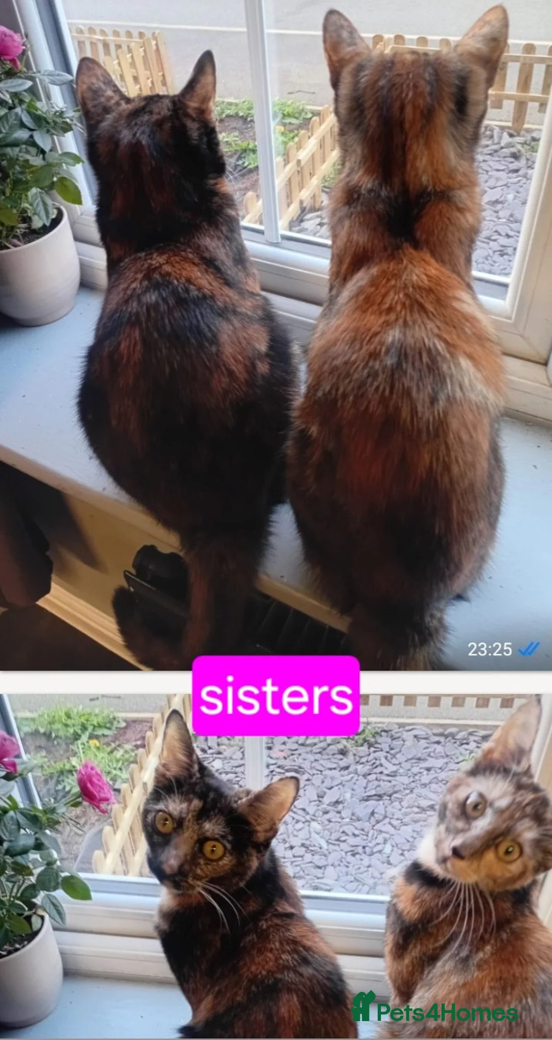 Domestic Shorthair cats for sale: Sisters in Northampton - Advert 2