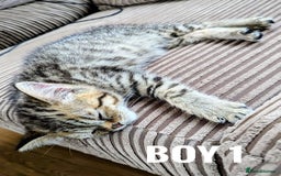 Mixed Breed cats for sale: Adorable kittens  - Image 6