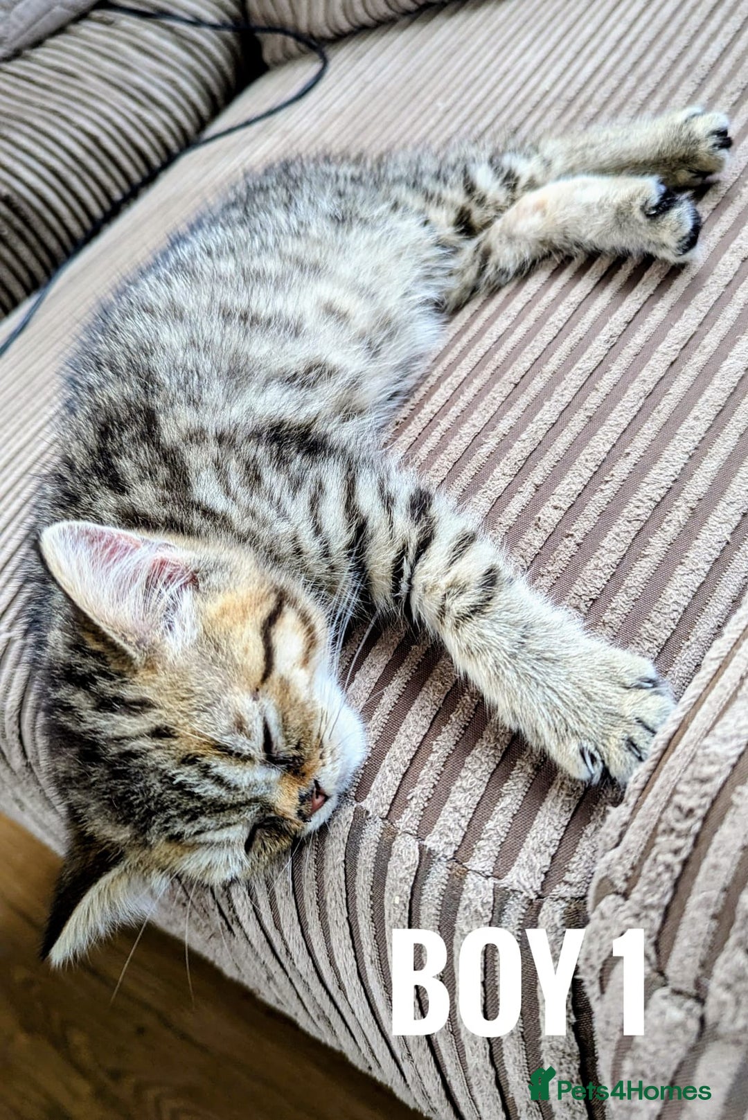 Mixed Breed cats for sale: Adorable kittens  - Image 6