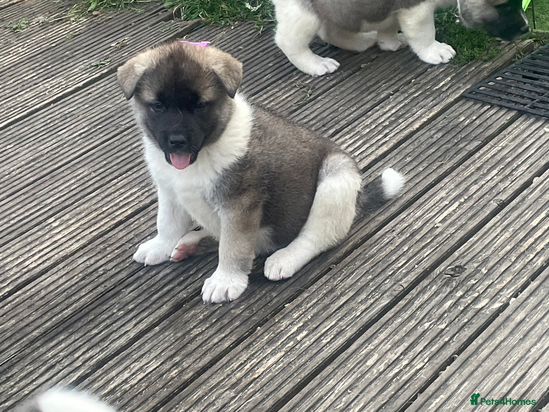 Akita dogs for sale: AMERICAN AKITA LAST FEMALE AVIABLE - Image 1