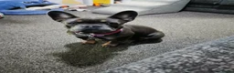 French Bulldog dogs for sale: Ruby1 in Bolton - Advert 2