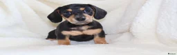 Miniature Dachshund dogs for sale: Miniature Dachshund  - Advert 22
