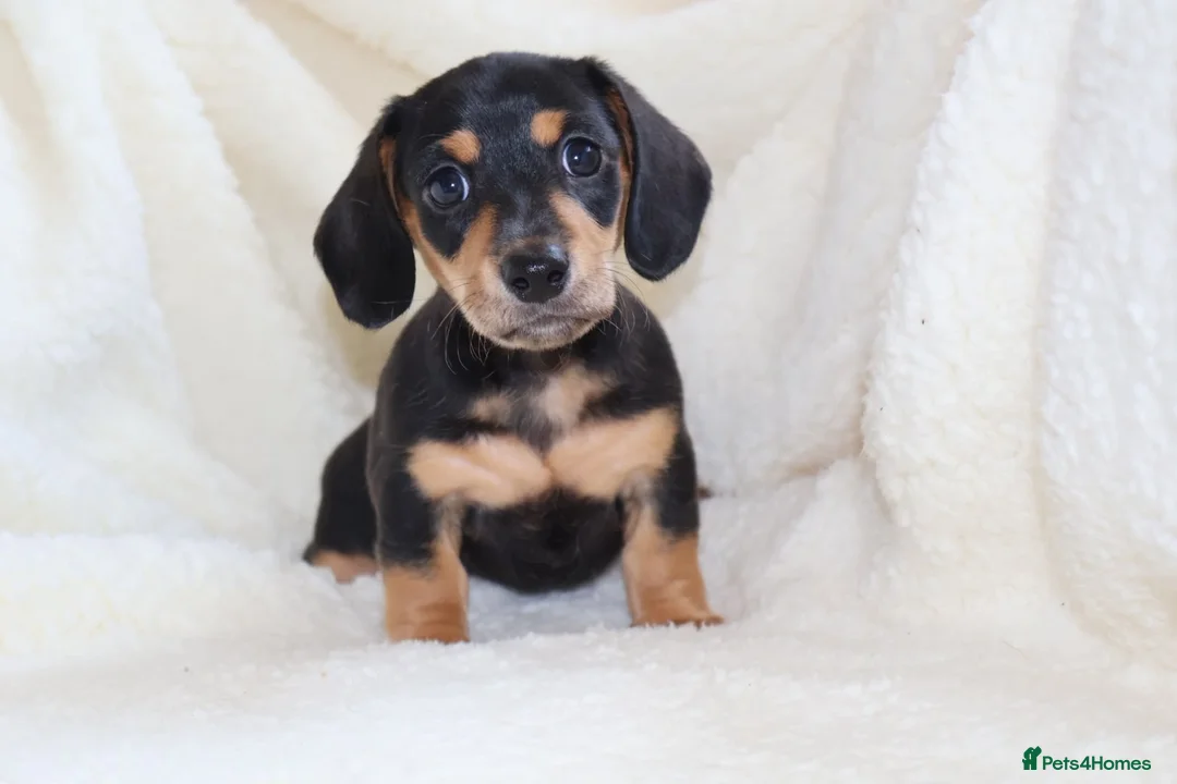Miniature Dachshund dogs for sale: Miniature Dachshund  - Advert 22
