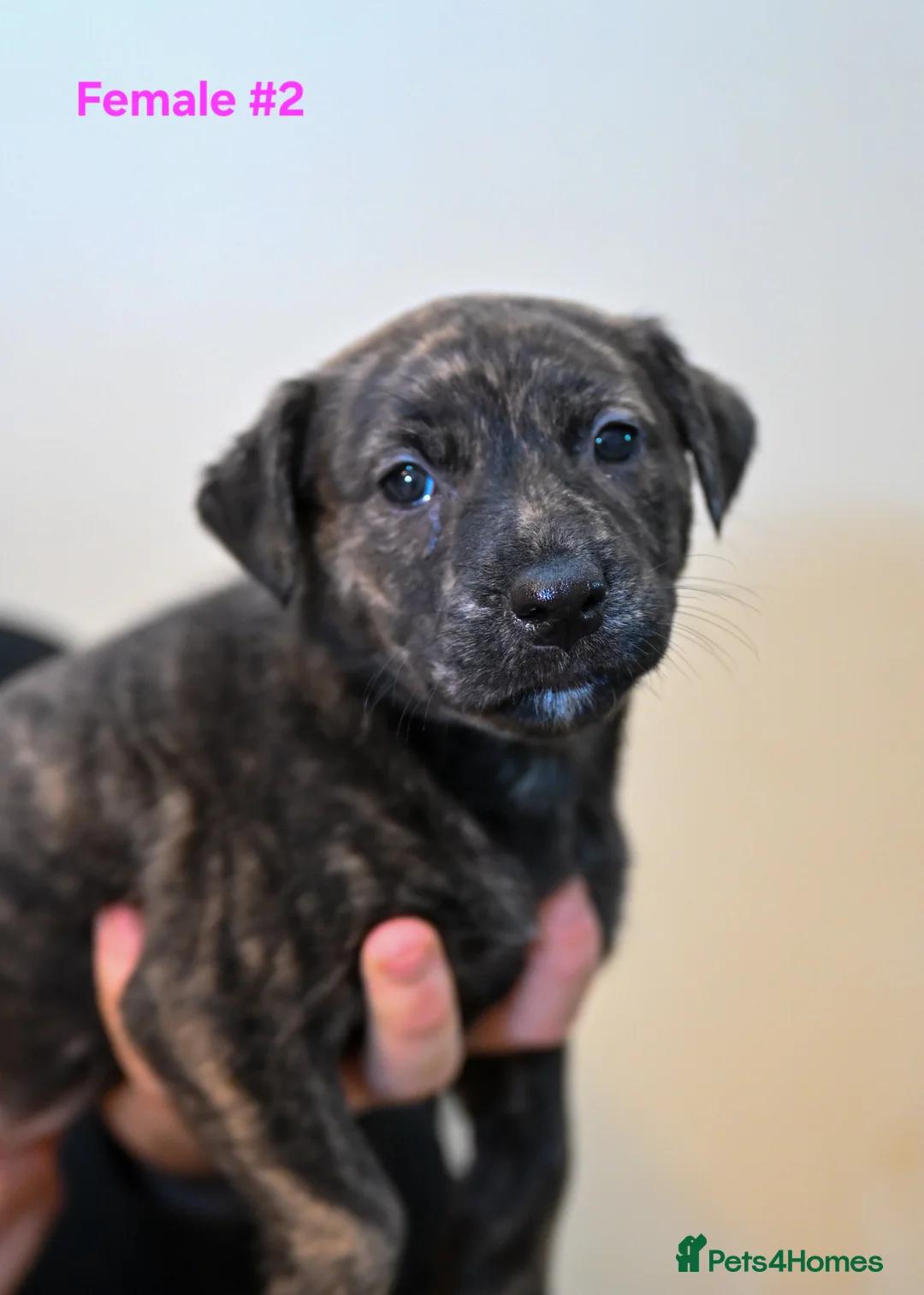 Mixed Breed dogs for sale: 5 Female Bull Lurcher Puppies for Sale - Advert 5