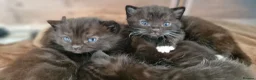 Mixed Breed cats for sale: Russian/Ragdoll/Bengal X  - Advert 25