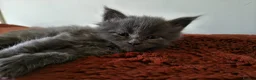 Maine Coon cats for sale: Tica registered Maine coon kittens - Advert 38