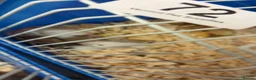 Mouse rodents for sale: Mice for sale - Advert 3