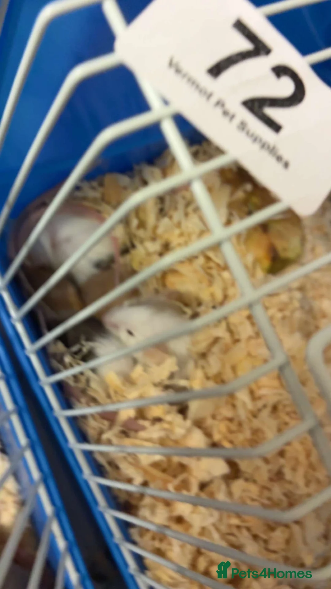 Mouse rodents for sale: Mice for sale - Advert 3