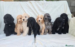 Cockapoo dogs for sale: Cockapoo - Image 7