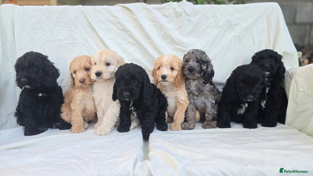 Cockapoo dogs for sale: Cockapoo - Image 7