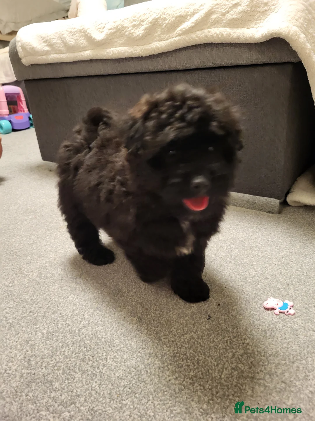 Pomapoo dogs for sale: Stunning Pomapoo Boys Looking for Love 🐾 - Advert 5