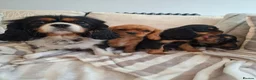 Cavalier King Charles Spaniel dogs for sale: Kc Reg health tested (❤️‍🩹nebl3/mmnv/n available) - Advert 6