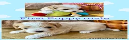 Maltipoo dogs for sale: F2 Maltipoo Puppies - Advert 2
