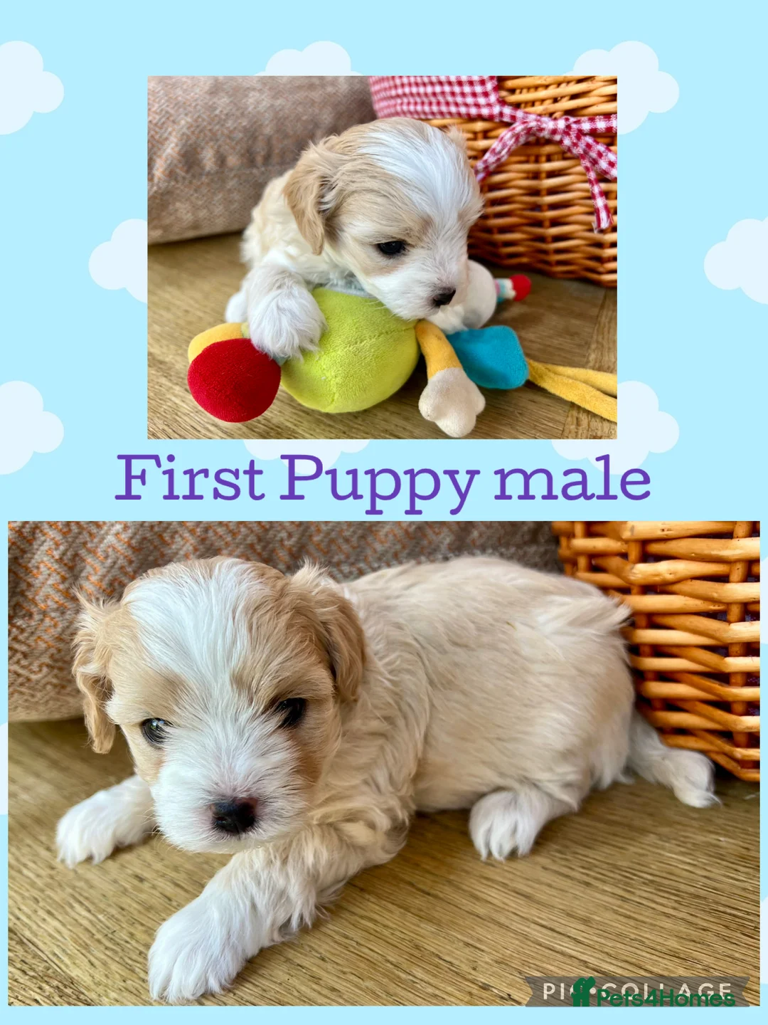 Maltipoo dogs for sale: F2 Maltipoo Puppies - Advert 2
