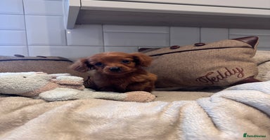 Cavapoo dogs - Advert 3