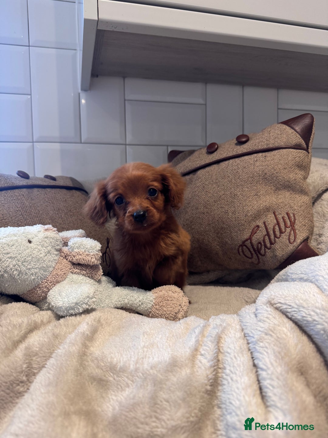 Cavapoo dogs for sale: STANLEY 🎀 - Image 4