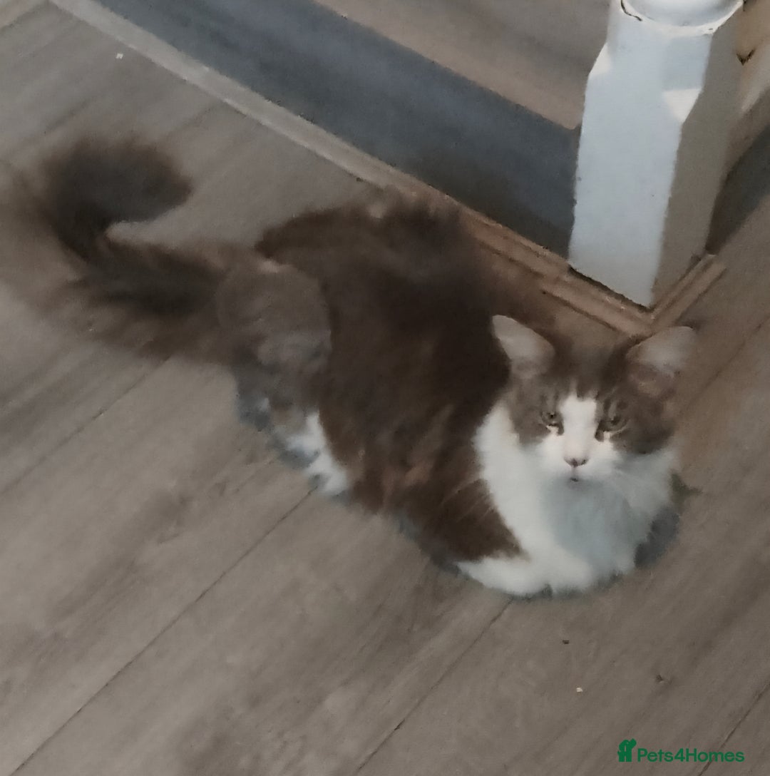 Maine Coon cats for sale: Giant maine coon kittens for sale  - Advert 30
