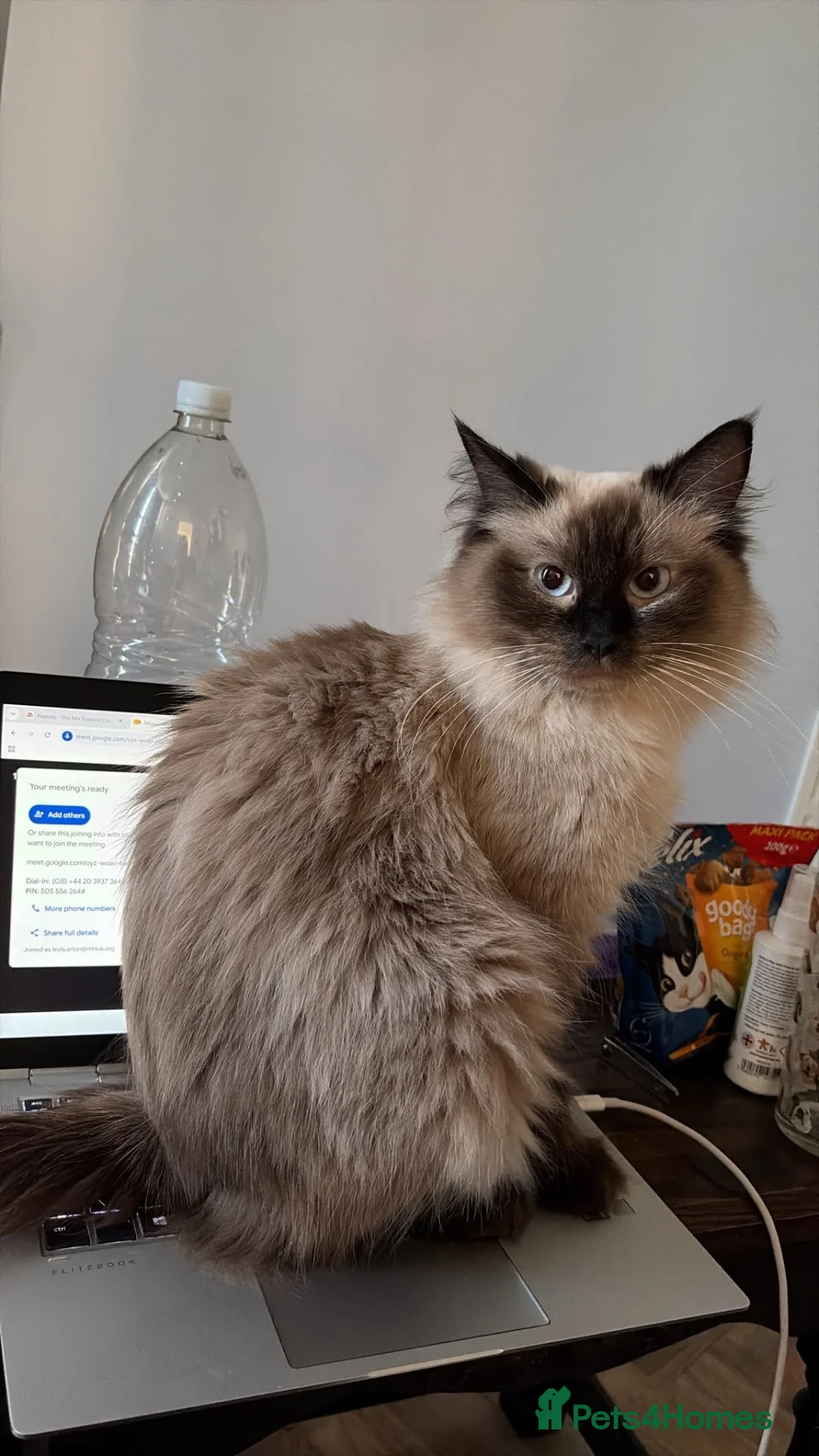 Ragdoll cats for sale: Beautiful Ragdill Kittens  - Advert 1