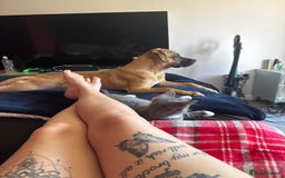 Staffordshire Bull Terrier dogs for sale: Dog for sale  - Image 4