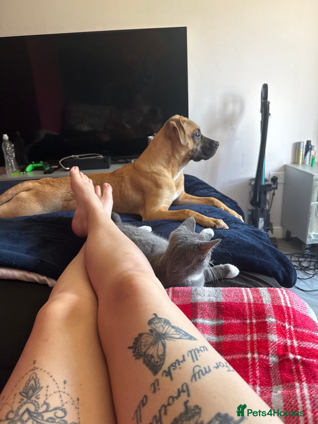 Staffordshire Bull Terrier dogs for sale: Dog for sale  - Image 4