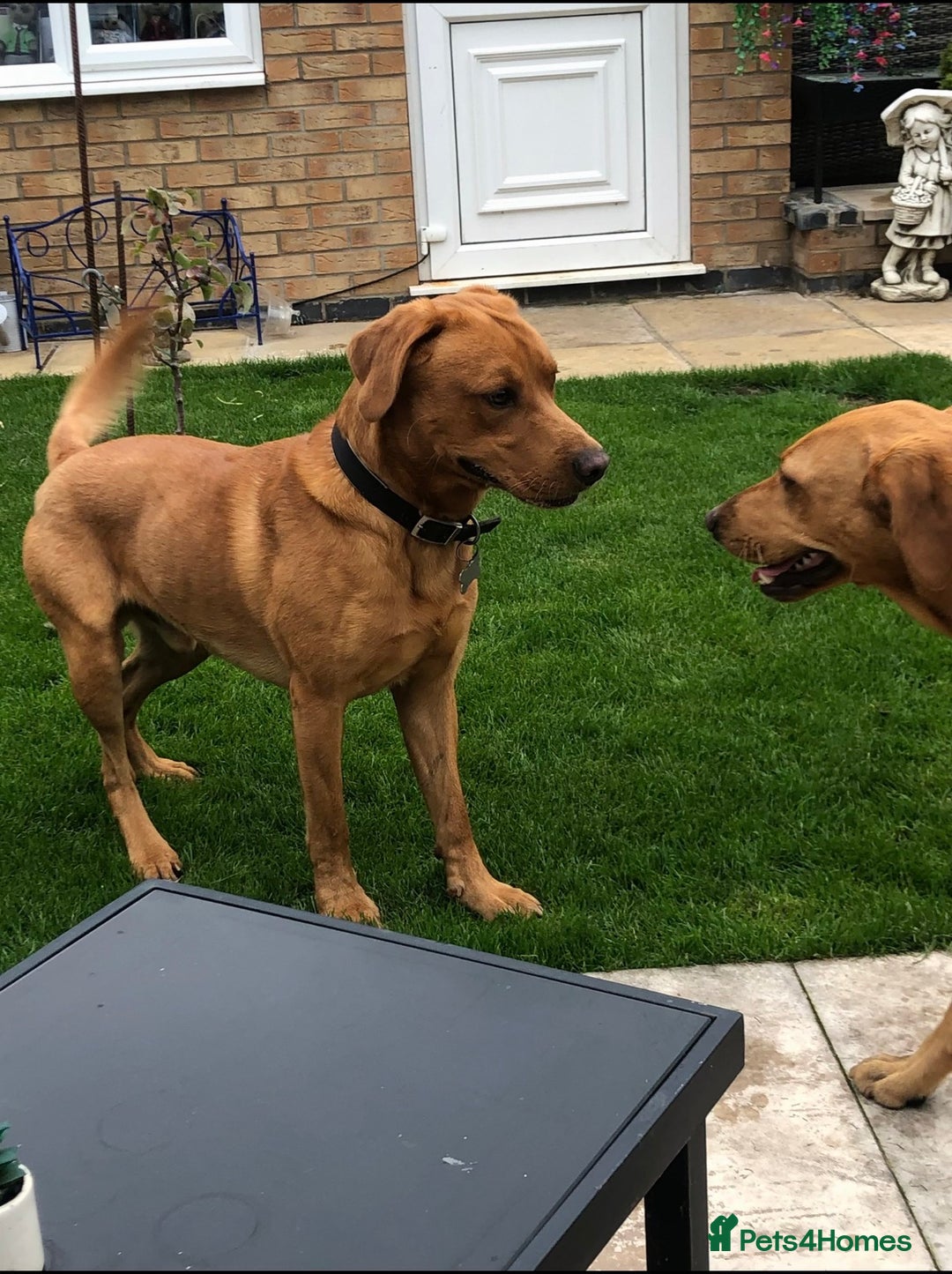 Labrador Retriever dogs for sale: ⭐️Beautiful Fox Red Labrador puppies ⭐️ - Advert 11