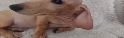 Miniature Dachshund dogs for sale: Cream Mini Dachshund Puppy Last one - Advert 6