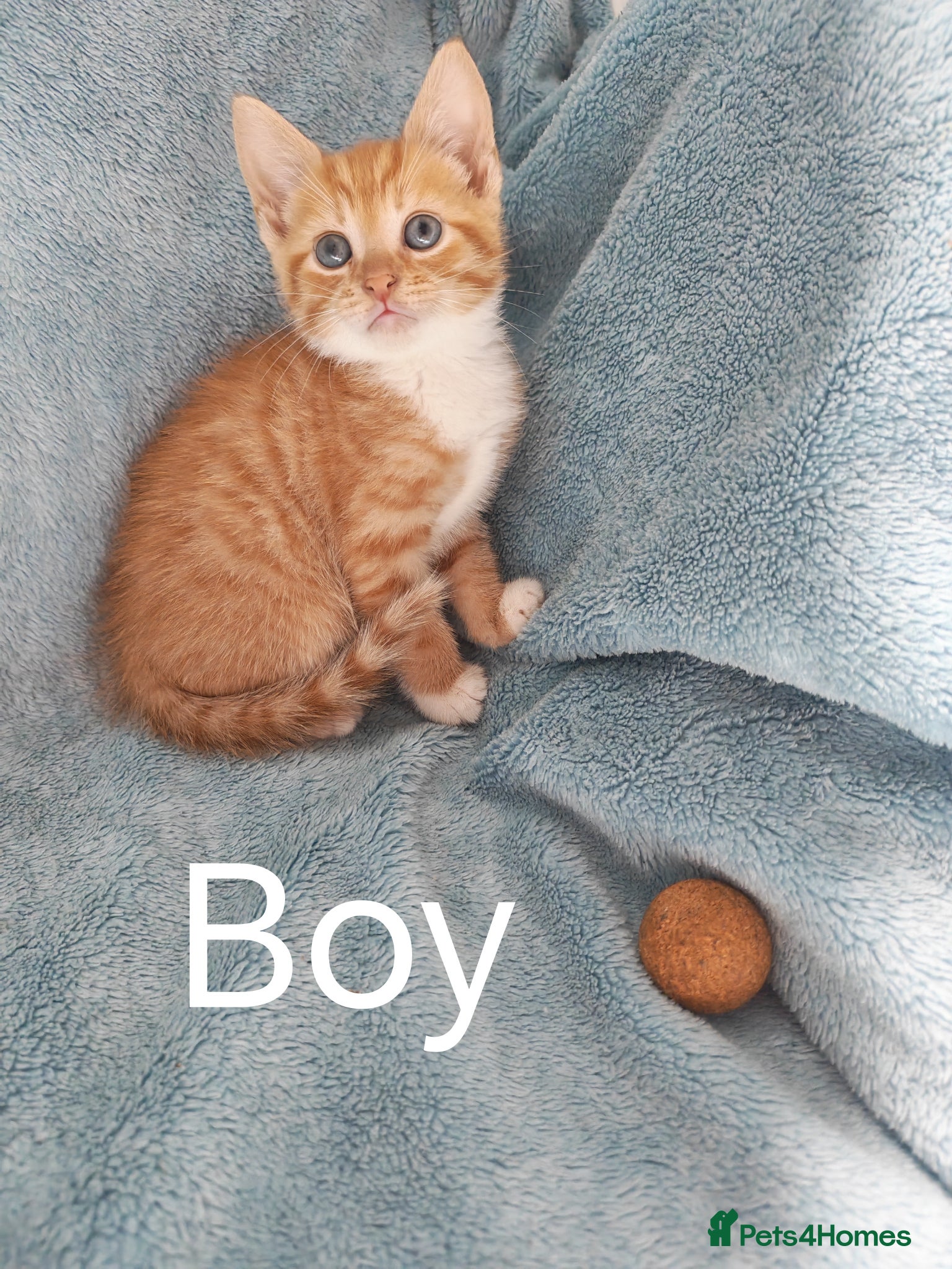 Mixed Breed cats GREY & TABBY FLUFFY. GINGER VIDEOS - Advert 1