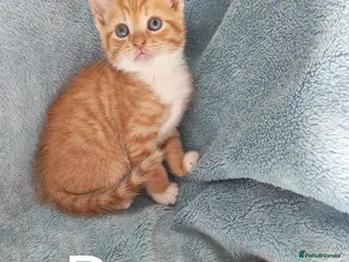 Mixed Breed cats GREY & TABBY FLUFFY. GINGER VIDEOS - Advert 1