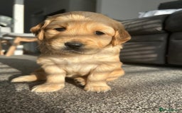 Golden Retriever dogs for sale: Golden Retriever Puppies (3 x Females Available) - Image 2
