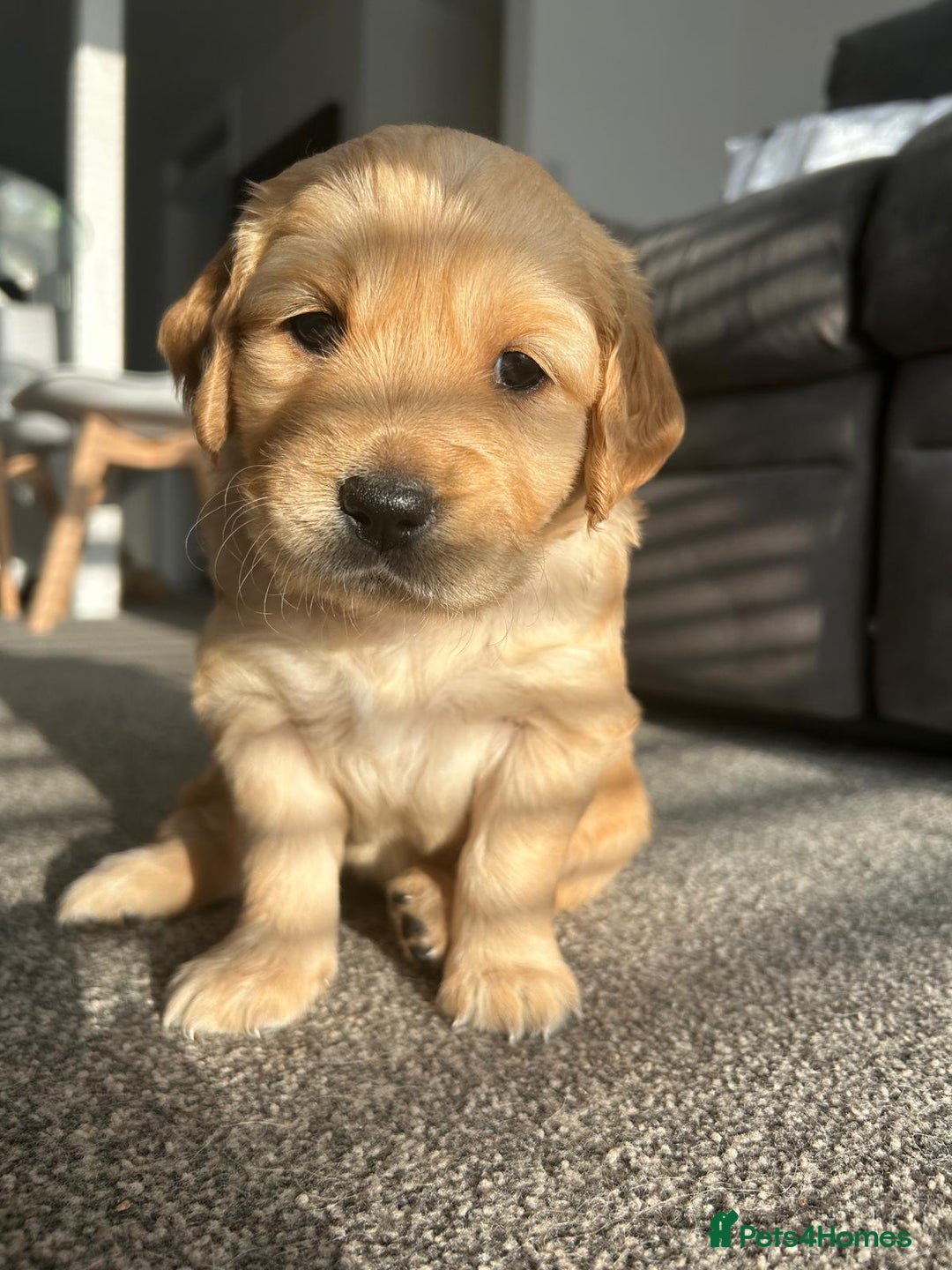 Golden Retriever dogs for sale: Golden Retriever Puppies (3 x Females Available) - Image 2